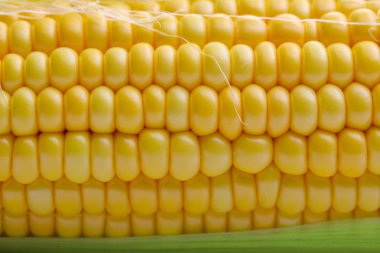 Taze mısır yakın plan