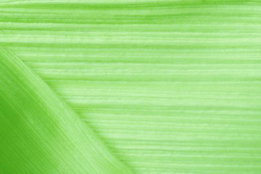 Yeşil mısır yaprak kapatın. Doğa arka plan