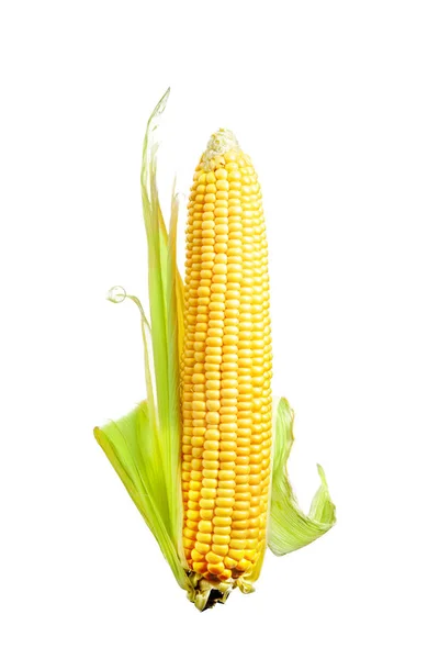 Jedno Ucho Kukuřice Izolované Bílém Pozadí — Stock fotografie
