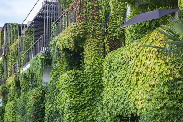 Building with climber plants, ivy growing on the wall. Ecology and green living in city, urban environment concept.