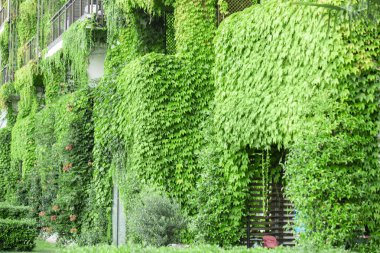 Tırmanıcı bitkiler, duvarda büyüyen Ivy ile bina ve çim yere.