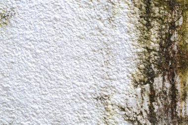 Kalıp beyaz arka plan, beyaz arka plan üzerinde mantar, bakteri beyaz yüzey, küf gelişimi beyaz yüzeyi Tarih