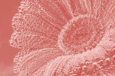 Gerbera çiçeği yaklaş. Çiçek arka planı.