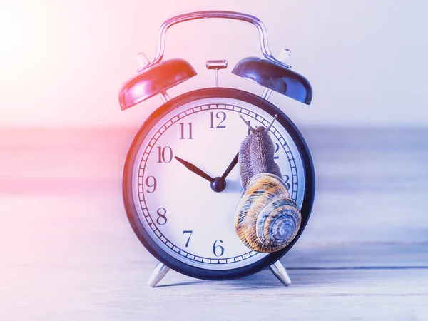 Snail on an old alarm clock — Stock Photo, Image