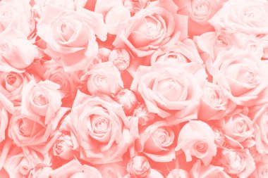 Gül ve birçok çiçek, kopya alanı yapılmış Coral arka plan yaşayan.