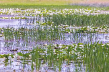 Bir gölün kenarında peyzaj, coşkulu ve benzeri görülmemiş sucul bitki örtüsü ile, yeşil renk yaygınlığı ile.