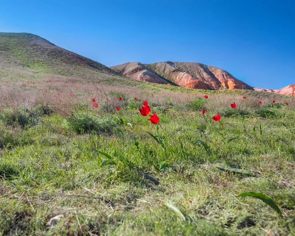 Wild-growing red tulips of Shrenk in the Caspian steppe. — Stock Photo, Image