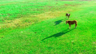 Hayvanlar otlakta otlar. Çiftlik hayvanları. Drone görünümü.