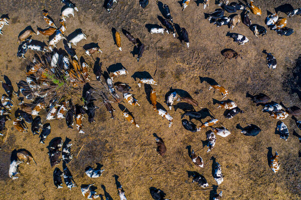 Aerial view. Cattle on arid soil. The crisis of agriculture. The global problem of food shortages.
