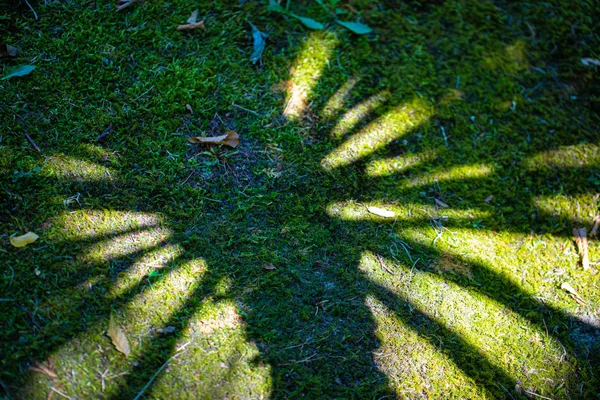 Abstract summer concept background of coconut tree reflection with vintage filter — Stock Photo, Image