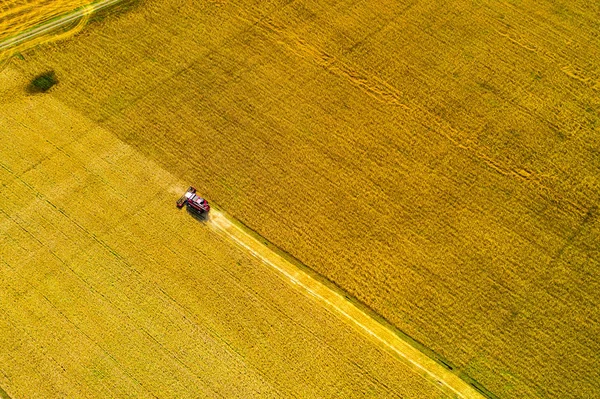 Sklizňový stroj pracuje v terénu. Kombinovat těžební stroj zemědělství sklizeň zlaté zralý pšeničné pole.. Letecký pohled. — Stock fotografie
