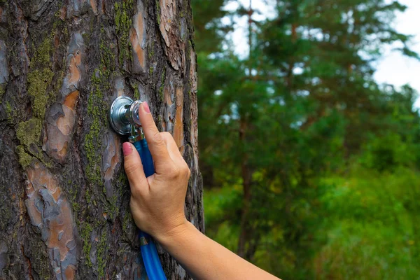 Ruka drží fonendoskop s kůrou borovice v lese. — Stock fotografie