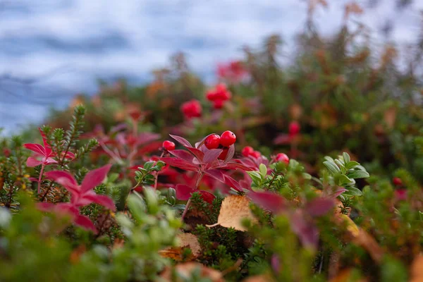 Verde invernale (Gaultheria) con bacche rosse, messa a fuoco selezionata Immagine Stock