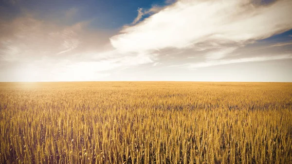 Gyllene vetefält under blå himmel och moln — Stockfoto