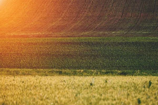 Jordbruksområden Naturlig bakgrund Utvalt fokus — Stockfoto