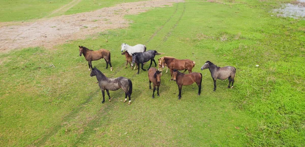 Vista aérea de caballos en un prado. Hermoso paisaje rural con caballos desde arriba . — Foto de Stock