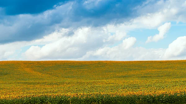 Solrosfält. Högst upp. Solrosor. Drönarfotografering. Gul grön bakgrund — Stockfoto