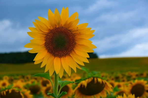 Sunflower field landscape. field of blooming sunflowers on a background sunset. Sunflower natural background,