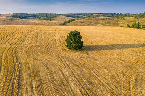 Ett ensamt träd mot ett gult fält. Det valda fokuset. Flygplan. — Stockfoto