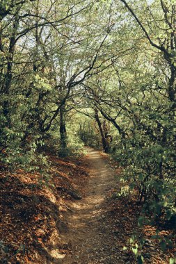 Ağaçlarla, çam ağaçlarıyla ve patikayla kaplı orman manzarası. Seçici odak