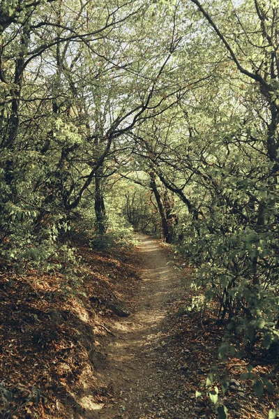 Krajobraz leśny z brzozami, sosnami i ścieżką. Skupienie selektywne — Zdjęcie stockowe
