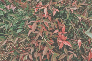 Yeşil yapraklardan oluşan yaratıcı bir düzen. Düz yatıyordu. Doğa arkaplanı