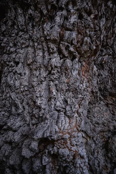Yaşlı bir ağacın dokusu. Ağacın kabuğu. — Stok fotoğraf
