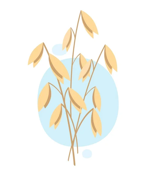 Haver, plant. Vector illustratie op witte achtergrond. — Stockvector