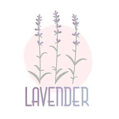 Lavanta. Provence tarzında vektör kavramı görüntü.