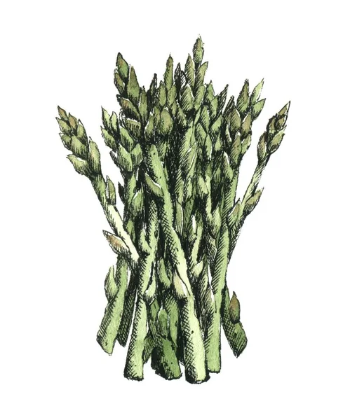 Immagine Acquerello Disegnata Mano Asparagi Solo Jpeg — Foto Stock