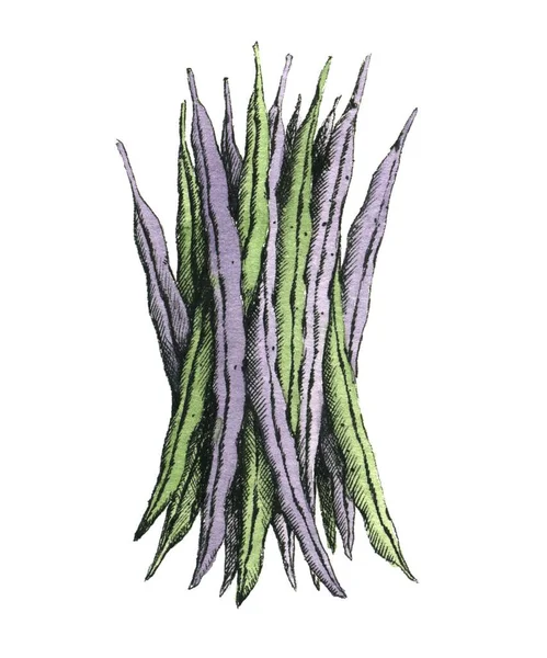 Hand Drawn Watercolor Image Green Beans Jpeg Only — Stock Photo, Image