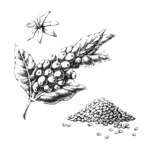 Кофейное Растение Ручная Черно Белая Иллюстрация Jpeg — стоковое фото