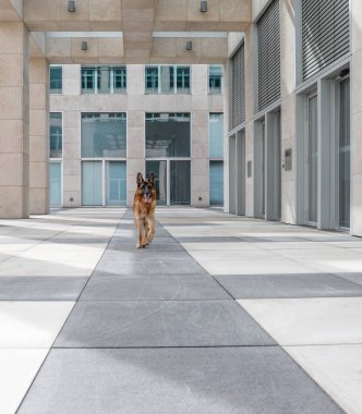 Alman Shepard ve modern mimari