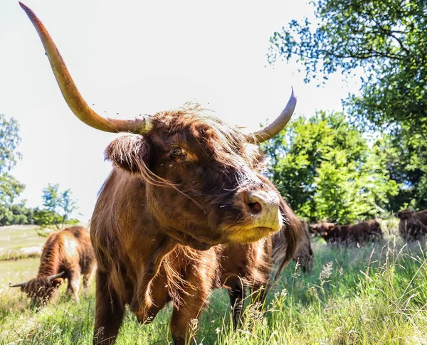 Scottish Highland Cattle Stockfoto