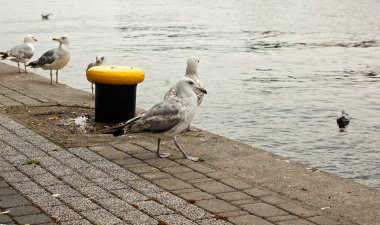 Vahşi ringa martı larus argentatus seabird İngilizce Port liman duvarda