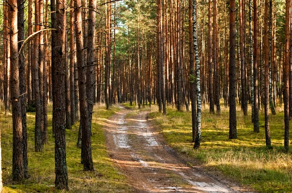 Boslandschap Het Vroege Voorjaar Zuidelijk Polen Stockfoto