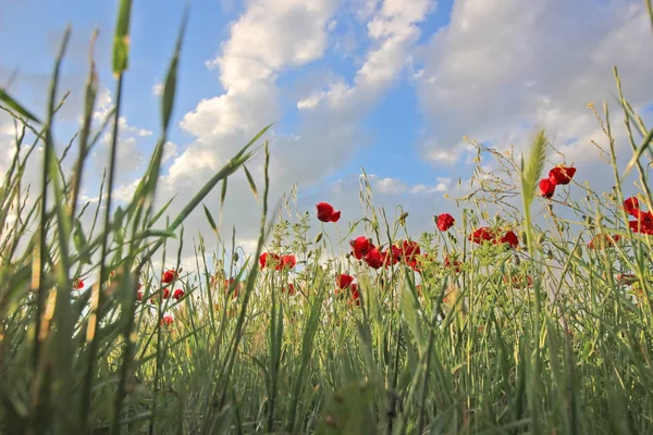 Blommor Röd Vallmo Blomma Fält Och Blå Himmel Med Moln — Stockfoto