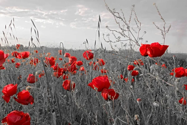 鲜花红色罂粟花在田野 黑色和红色 — 图库照片#
