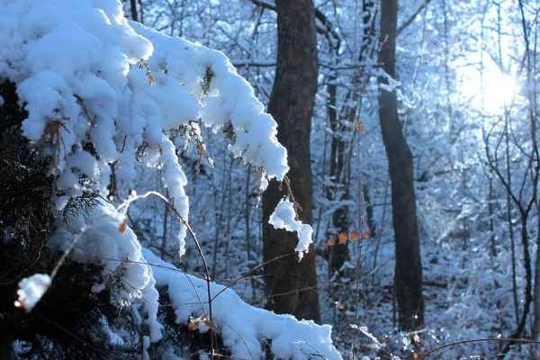 Sol Bosque Con Nieve Durante Invierno — Foto de Stock