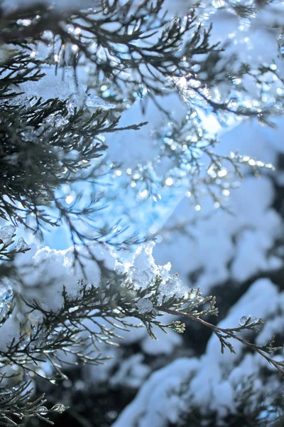 Winter Forest Närbild Vintergröna Träd — Stockfoto