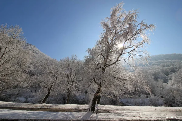 Güneş Kar Ile Orman — Stok fotoğraf