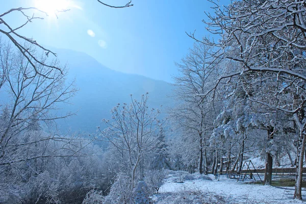 Güneş Kış Aylarında Kar Ile Orman — Stok fotoğraf