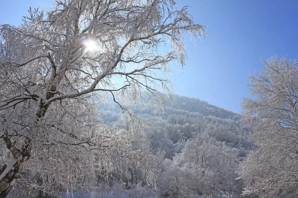 Paysage Hivernal Arbre Neige Soleil — Photo