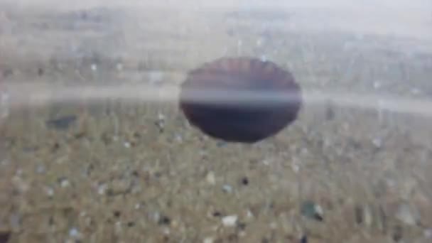 Medusa Marrón Nadando Mar Vista Superior Vídeo — Vídeos de Stock