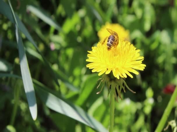 昆虫蜜蜂在蒲公英收集花粉 高清视频 — 图库视频影像