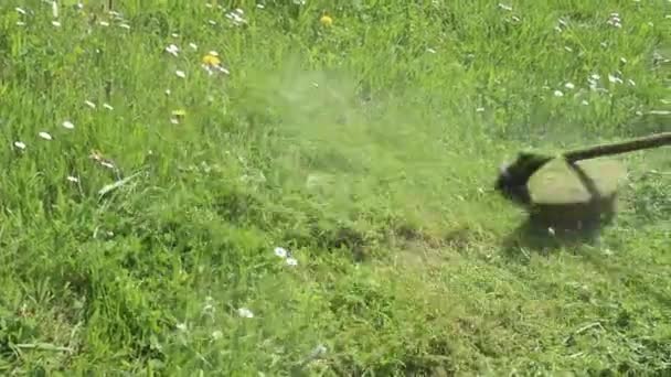 Homem Corta Grama Selvagem Verde Com Cortador Escova Vídeo — Vídeo de Stock