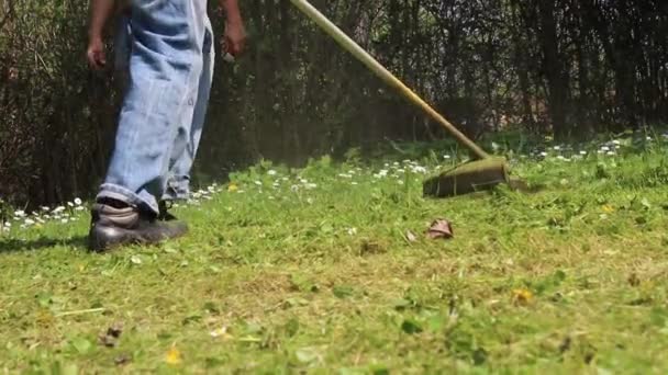 Man Mows Green Wild Grass Brush Cutter Video — Stock Video