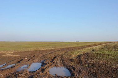 Yeşil buğday ve yol. Tarım peyzaj.