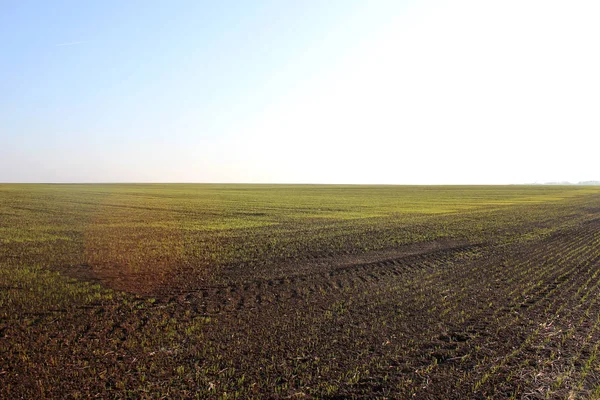 Groene Tarwe Landbouw Landschap — Stockfoto