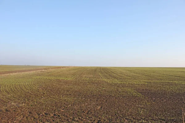 Green Wheat Agriculture Landscape — Stock Photo, Image